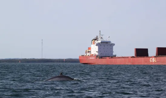 Image of red vessel with whale in foreground