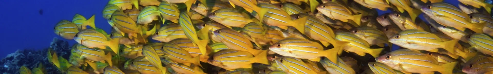 Yellow striped snappers are an invasive species from Fiji