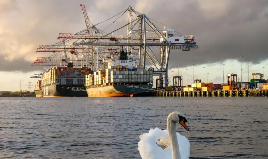 Swan and cargo ship